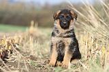 BERGER ALLEMAND 558